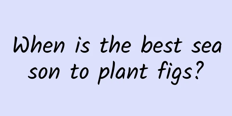 When is the best season to plant figs?