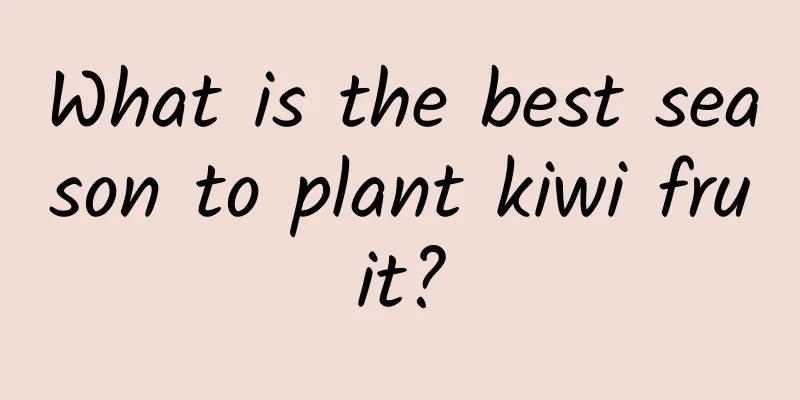 What is the best season to plant kiwi fruit?