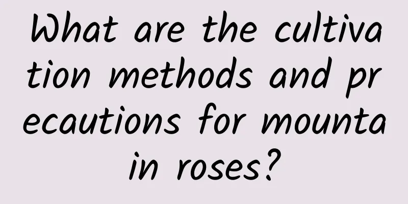 What are the cultivation methods and precautions for mountain roses?