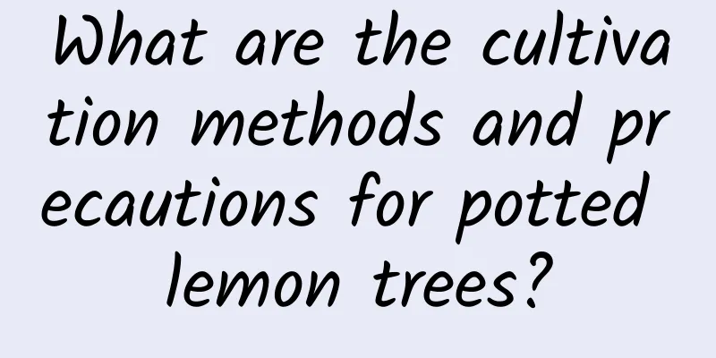 What are the cultivation methods and precautions for potted lemon trees?