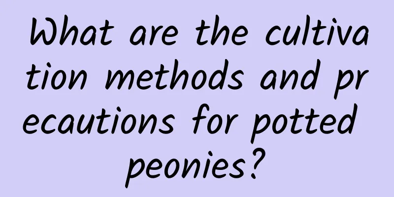 What are the cultivation methods and precautions for potted peonies?