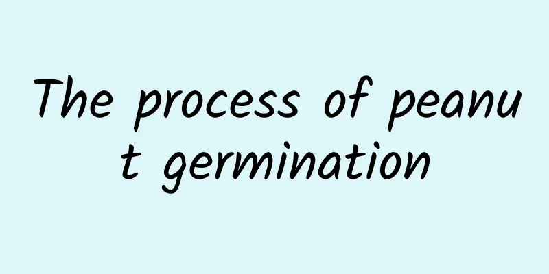 The process of peanut germination