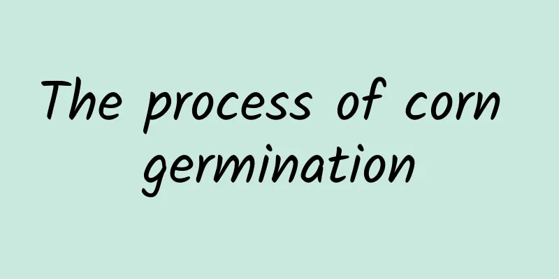 The process of corn germination