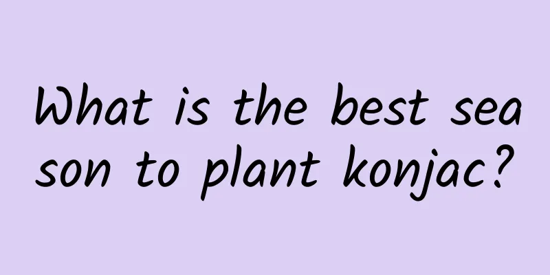 What is the best season to plant konjac?
