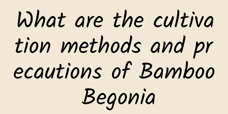 What are the cultivation methods and precautions of Bamboo Begonia