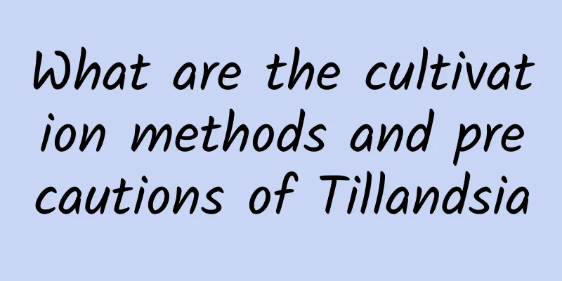 What are the cultivation methods and precautions of Tillandsia
