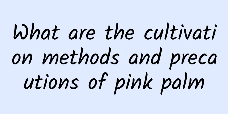 What are the cultivation methods and precautions of pink palm