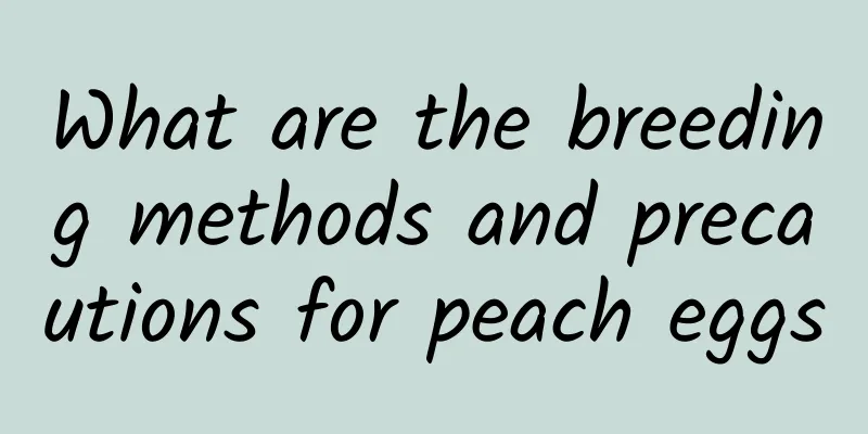 What are the breeding methods and precautions for peach eggs
