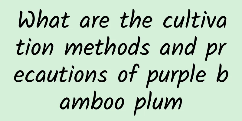What are the cultivation methods and precautions of purple bamboo plum