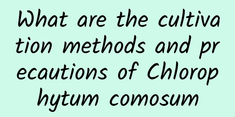 What are the cultivation methods and precautions of Chlorophytum comosum