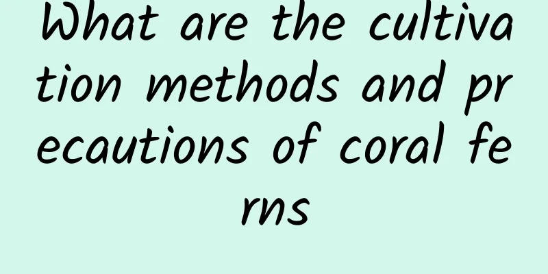 What are the cultivation methods and precautions of coral ferns