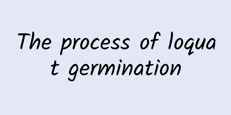 The process of loquat germination