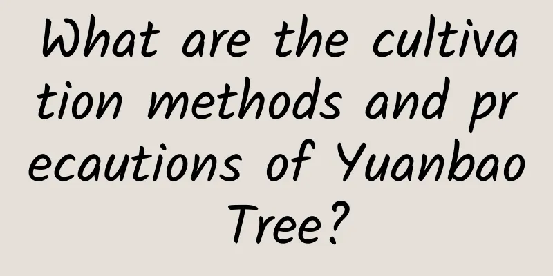 What are the cultivation methods and precautions of Yuanbao Tree?