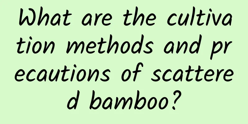 What are the cultivation methods and precautions of scattered bamboo?