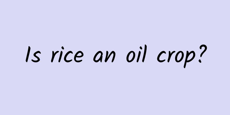 Is rice an oil crop?