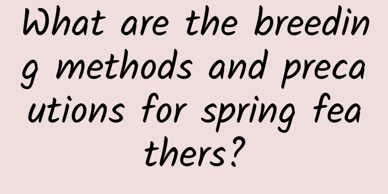 What are the breeding methods and precautions for spring feathers?