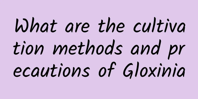 What are the cultivation methods and precautions of Gloxinia