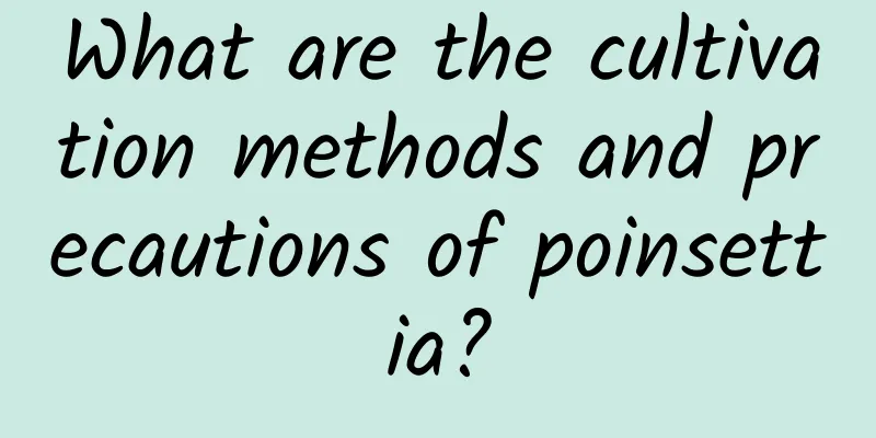 What are the cultivation methods and precautions of poinsettia?