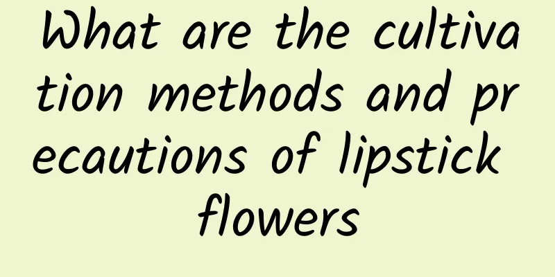 What are the cultivation methods and precautions of lipstick flowers