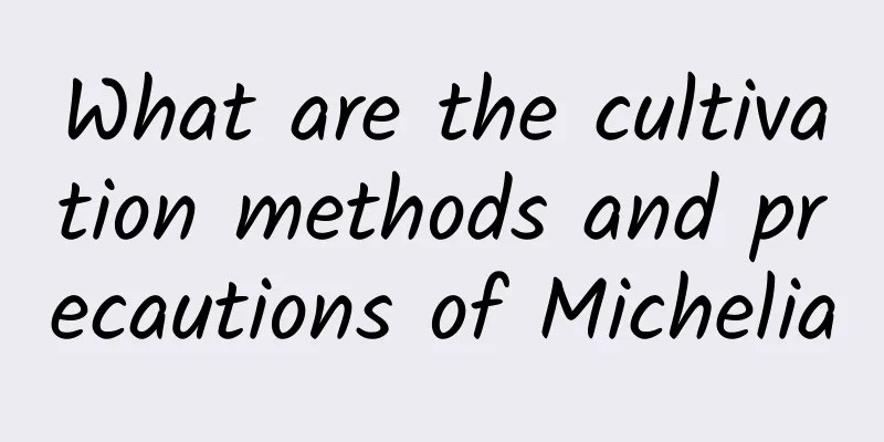 What are the cultivation methods and precautions of Michelia