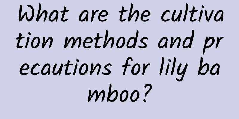What are the cultivation methods and precautions for lily bamboo?