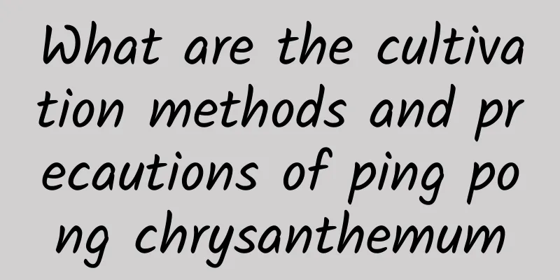 What are the cultivation methods and precautions of ping pong chrysanthemum