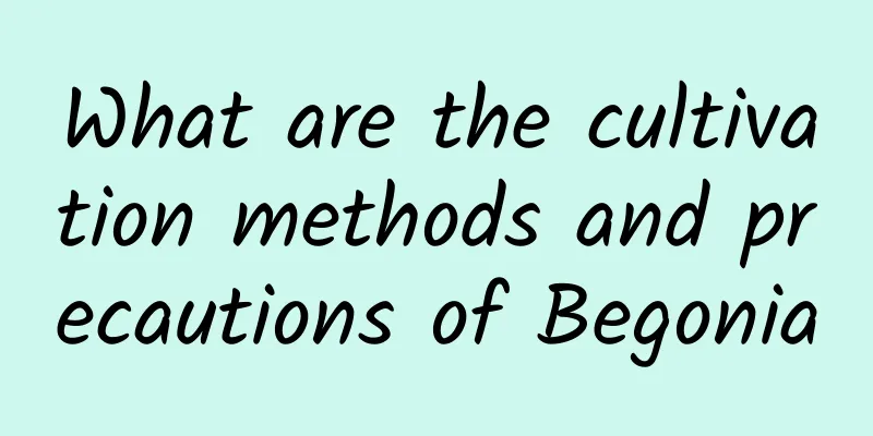 What are the cultivation methods and precautions of Begonia