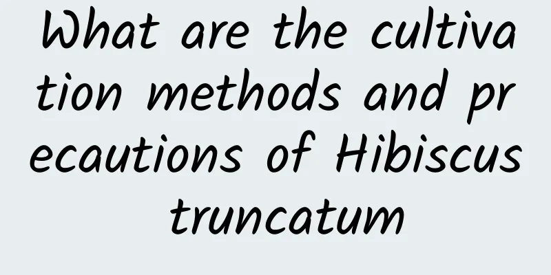 What are the cultivation methods and precautions of Hibiscus truncatum