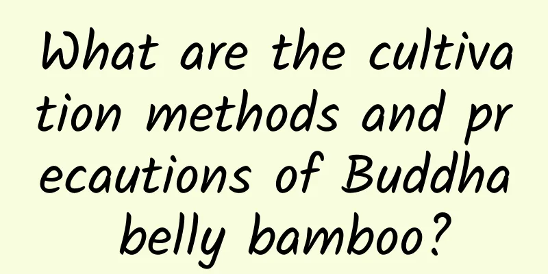 What are the cultivation methods and precautions of Buddha belly bamboo?