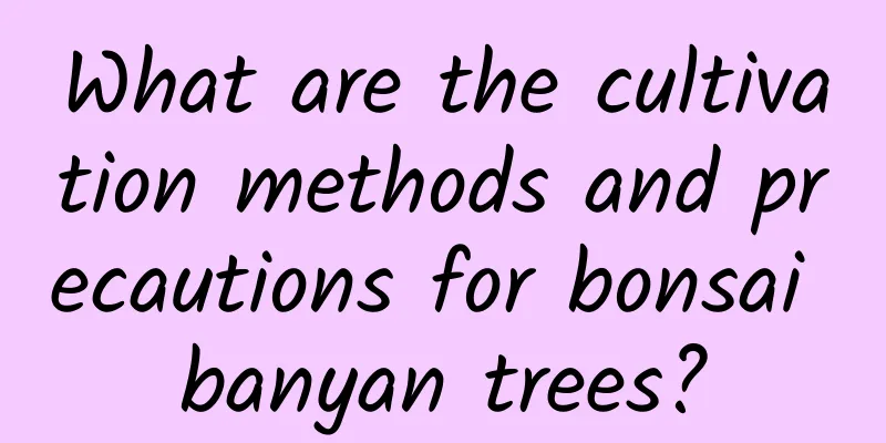 What are the cultivation methods and precautions for bonsai banyan trees?