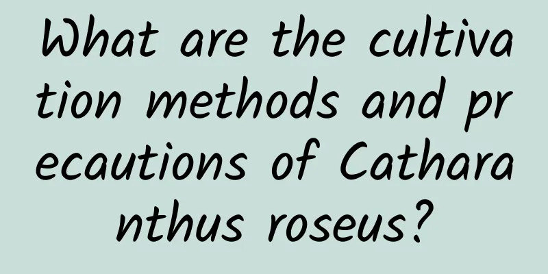 What are the cultivation methods and precautions of Catharanthus roseus?