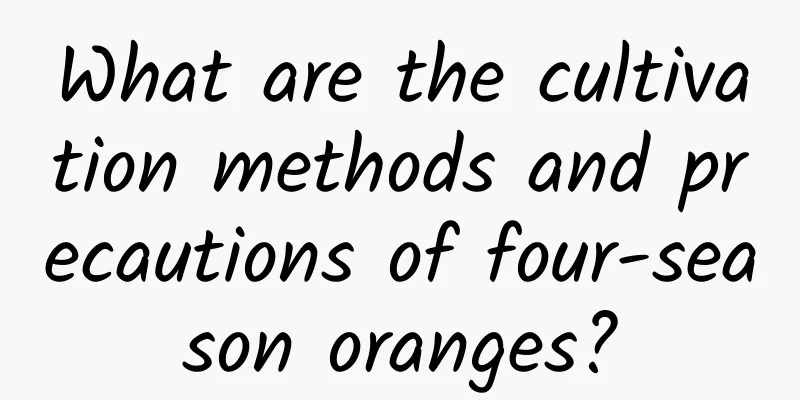 What are the cultivation methods and precautions of four-season oranges?
