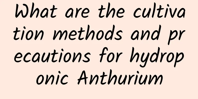 What are the cultivation methods and precautions for hydroponic Anthurium