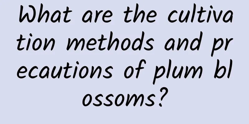 What are the cultivation methods and precautions of plum blossoms?