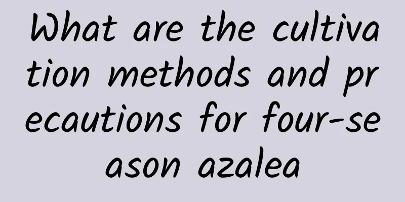 What are the cultivation methods and precautions for four-season azalea
