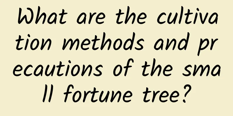 What are the cultivation methods and precautions of the small fortune tree?