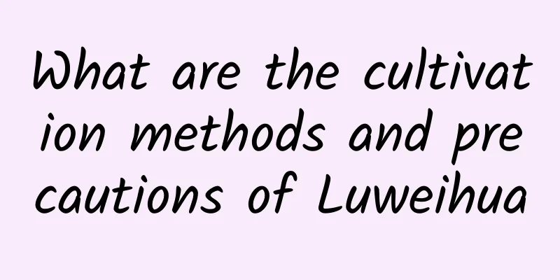 What are the cultivation methods and precautions of Luweihua