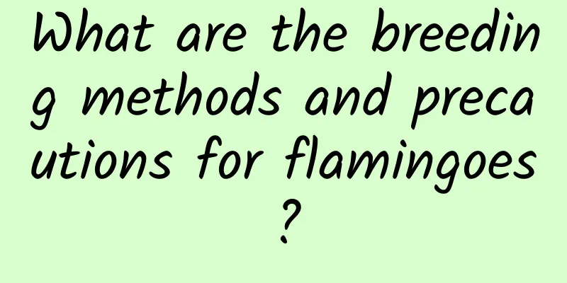What are the breeding methods and precautions for flamingoes?