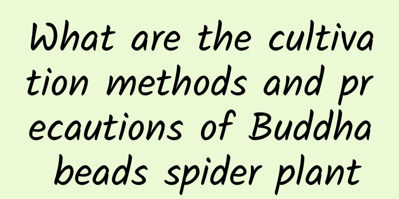 What are the cultivation methods and precautions of Buddha beads spider plant