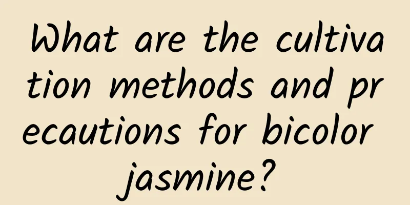 What are the cultivation methods and precautions for bicolor jasmine?