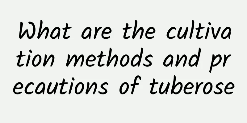 What are the cultivation methods and precautions of tuberose