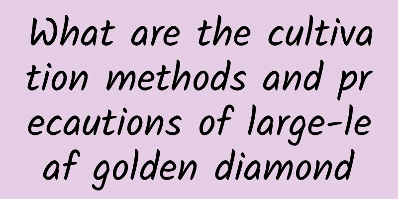 What are the cultivation methods and precautions of large-leaf golden diamond