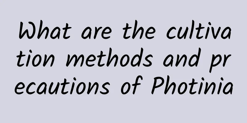 What are the cultivation methods and precautions of Photinia