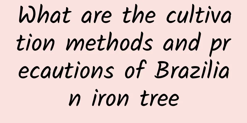 What are the cultivation methods and precautions of Brazilian iron tree
