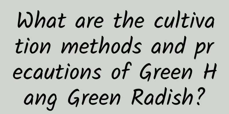 What are the cultivation methods and precautions of Green Hang Green Radish?