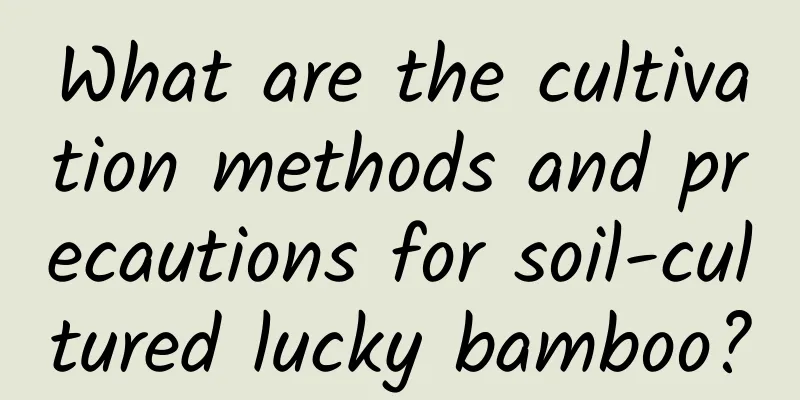 What are the cultivation methods and precautions for soil-cultured lucky bamboo?