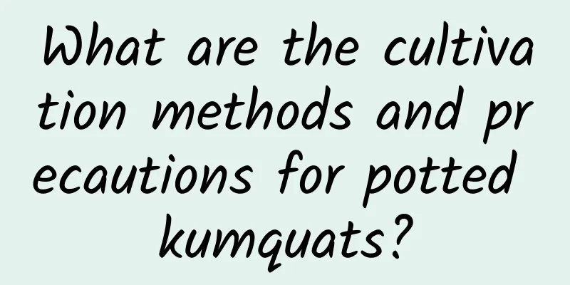 What are the cultivation methods and precautions for potted kumquats?
