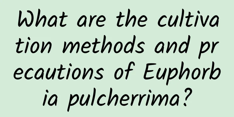 What are the cultivation methods and precautions of Euphorbia pulcherrima?