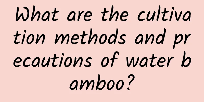 What are the cultivation methods and precautions of water bamboo?