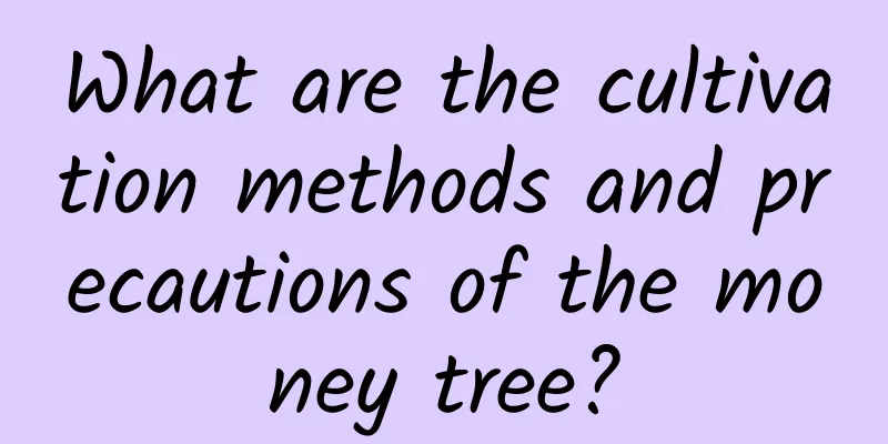 What are the cultivation methods and precautions of the money tree?